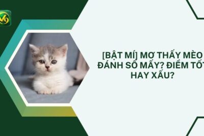 [Bật Mí] Mơ Thấy Mèo Đánh Số Mấy? Điềm Tốt Hay Xấu?