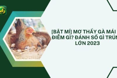 [Bật Mí] Mơ Thấy Gà Mái Là Điềm Gì? Đánh Số Gì Trúng Lớn